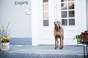 Freizeitpark - Hunde im Park